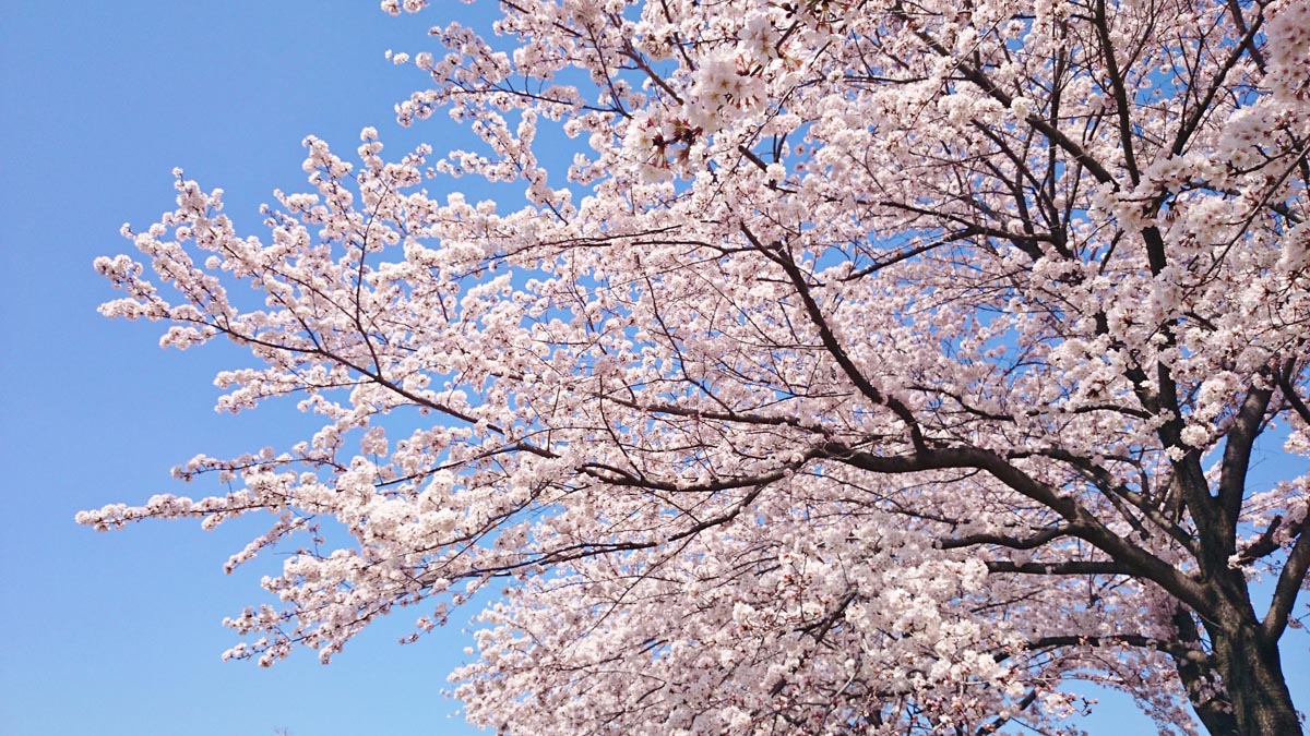 桜の便りが次々に聞かれる今日この頃、皆様いかがお過ごしでしょうか。画像