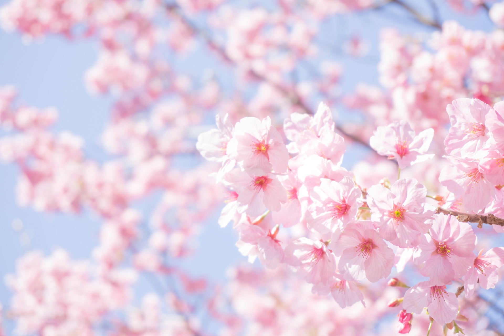 桜が告げる春の訪れと日本人の心画像